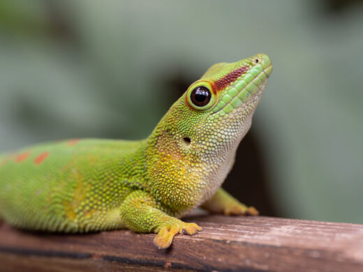 Madagaskar-Taggecko